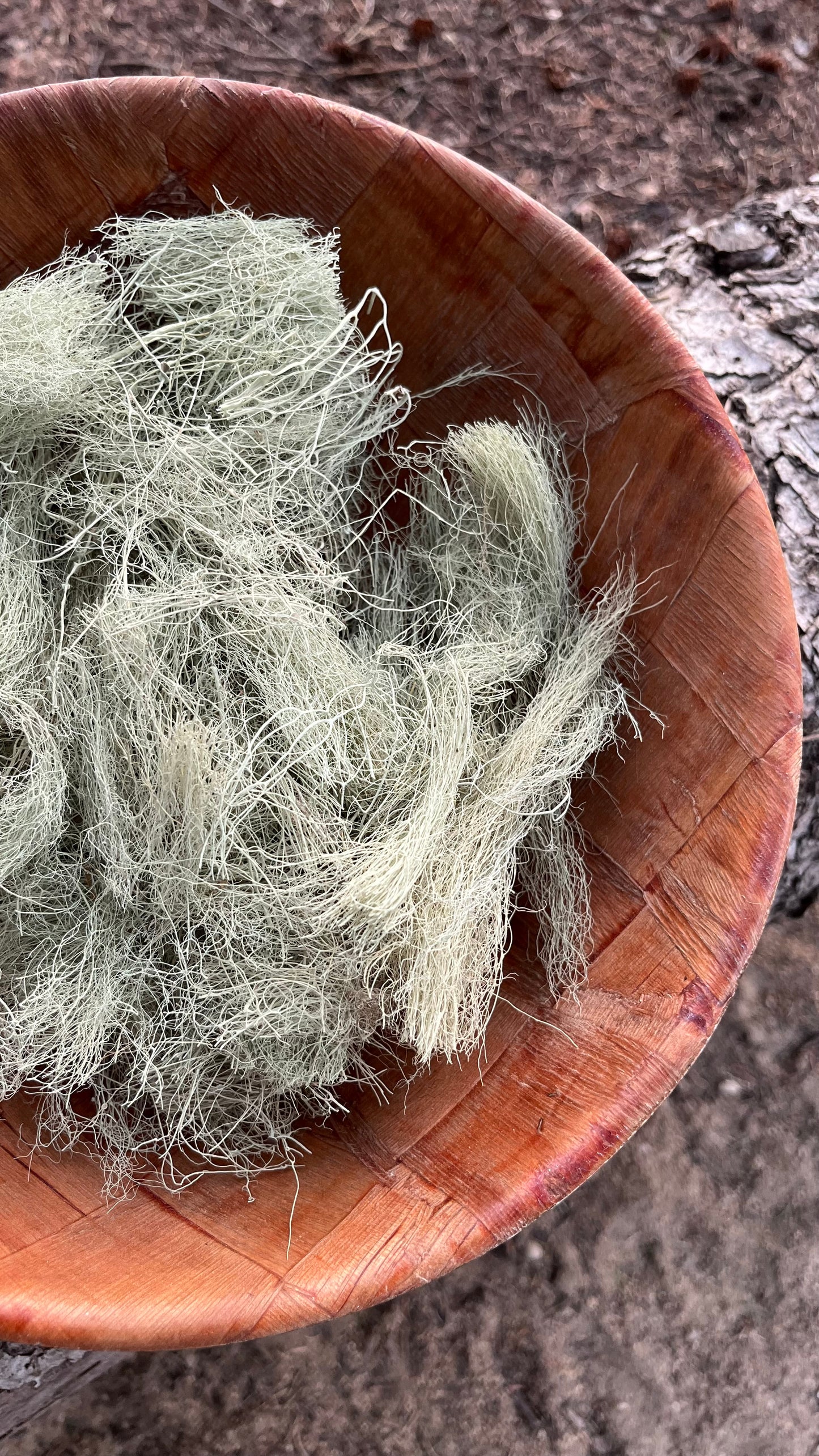 Wild Usnea Lichen Whole