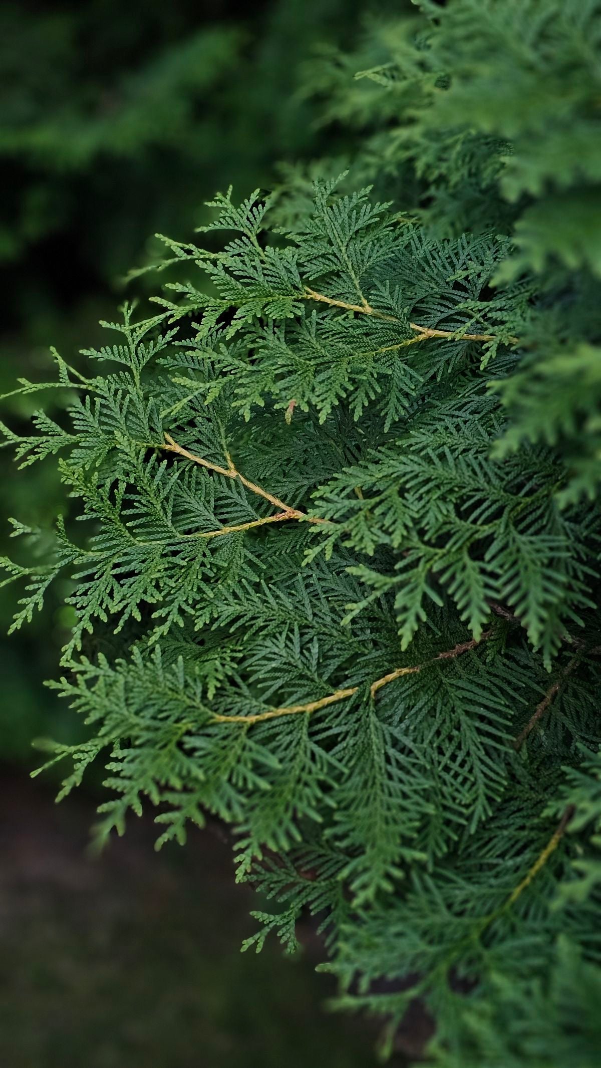 Redcedar Hair & Skin Mist (Hydrosol)