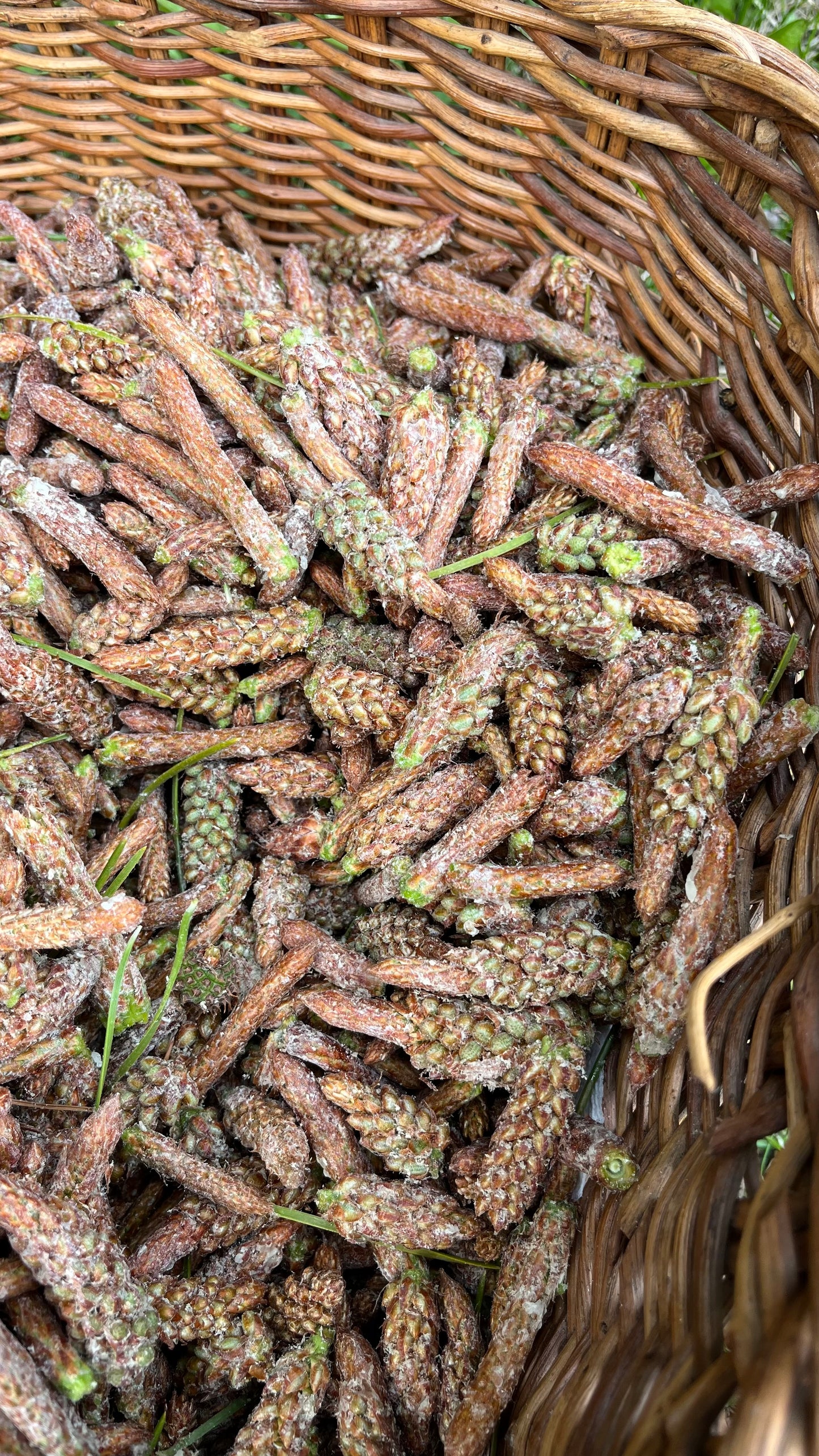 Wild Pine Buds