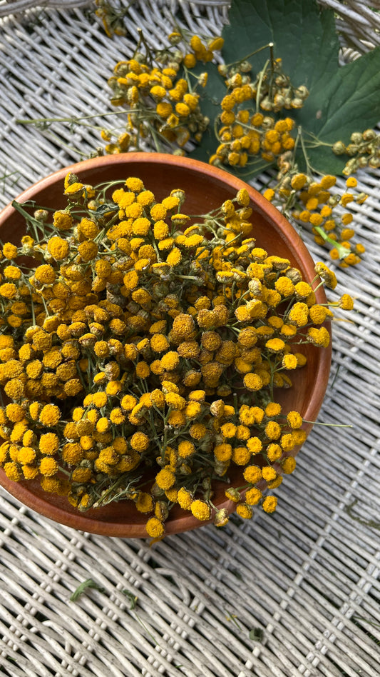 Wild Tansy herb