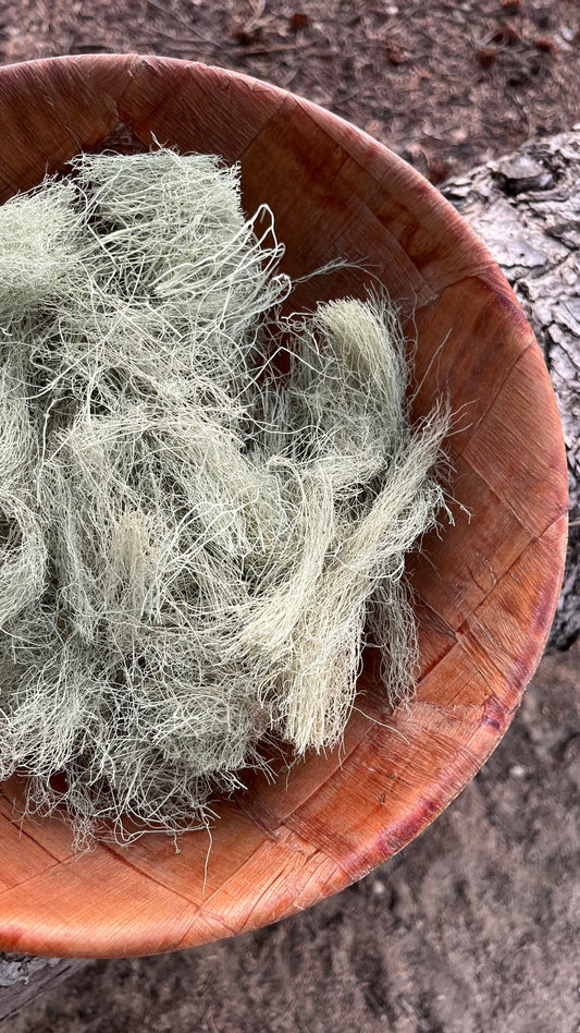 Wild Usnea Lichen Whole