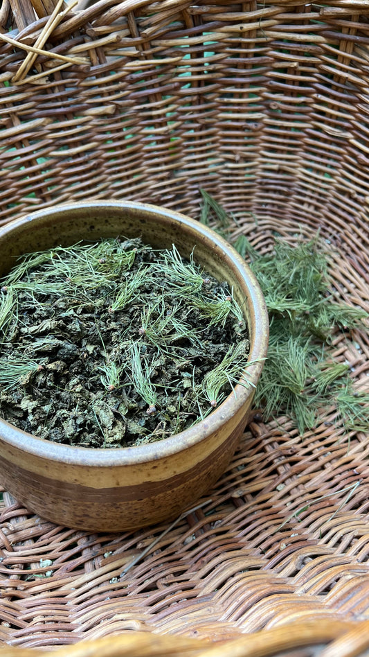 Ivan Chai with Larch young shoots