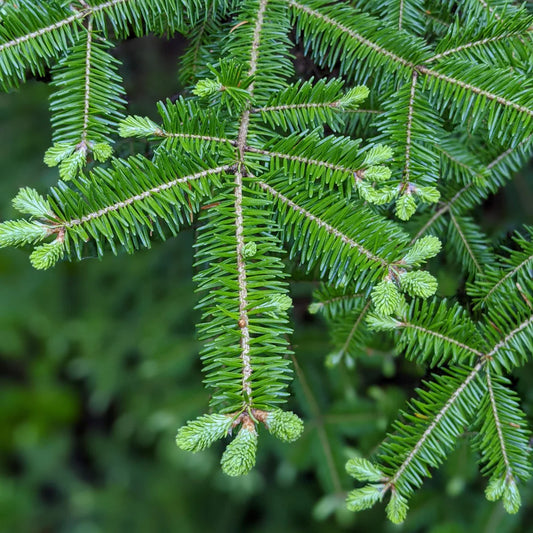 Balsam fir Hydrosol
